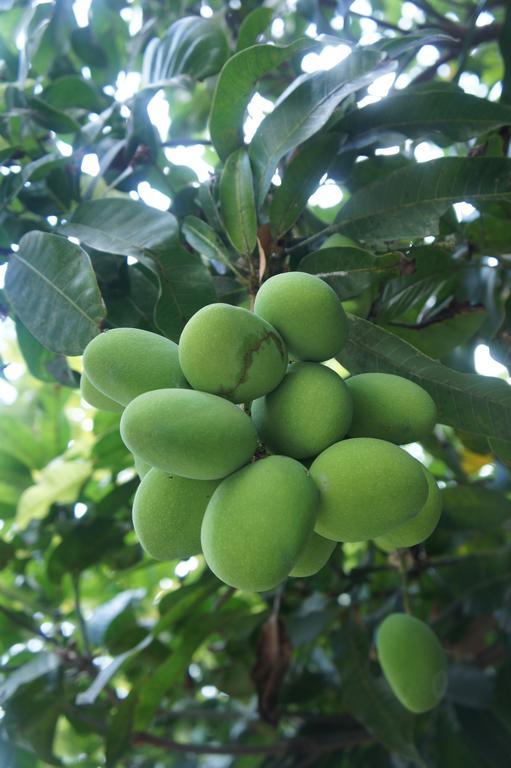 Cashew Nut Village Bophut Eksteriør billede