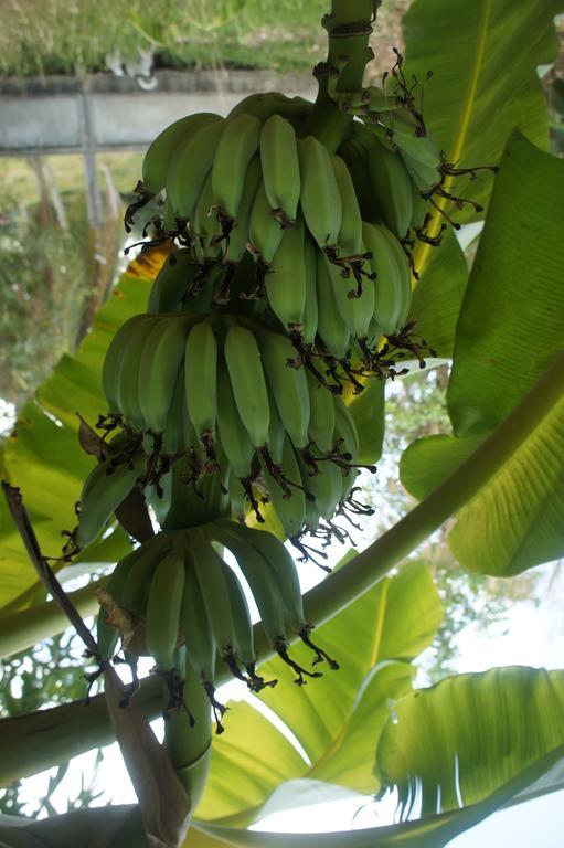Cashew Nut Village Bophut Eksteriør billede