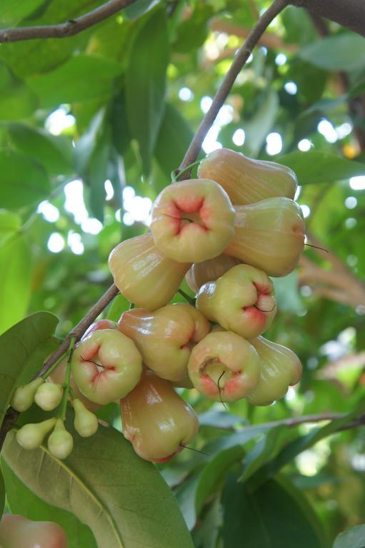 Cashew Nut Village Bophut Eksteriør billede